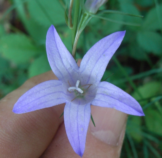 Campanula rapunculus